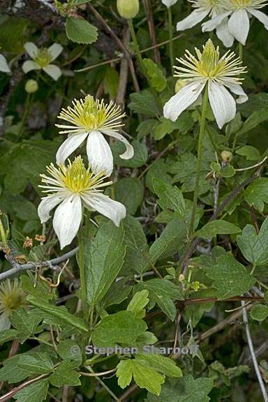 clematis lasiantha 3 graphic